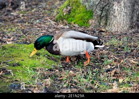 Mallard Entenmännchen, Anas platyrhynchos, erkunden das Flussufer an einem Tag des frühen Frühlings in Finnland. Stockfoto