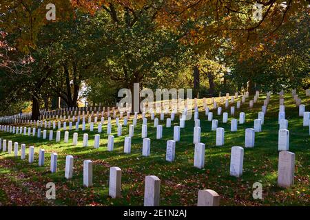 Hinterleuchtete Bäume mit gelben Herbstblättern, Herbst hinter identischen Grabsteinen. Auf dem Arlington National Cemetery in der Nähe von Washington DC. Stockfoto