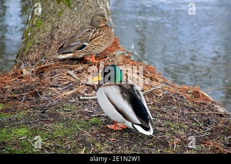 Weiblicher und männlicher Mallard, Anas platyrhynchos, am Flussufer an einem Tag des frühen Frühlings in Finnland. Flacher freiheitsgrad Stockfoto