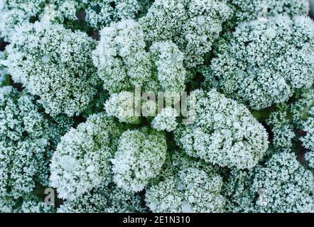 Brassica oleracea Acephala Gruppe. Frost auf einer lockigen Grünkohl-Pflanze, die in einem heimischen Küchengarten wächst. VEREINIGTES KÖNIGREICH Stockfoto