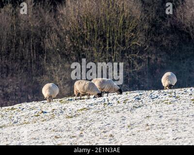 Schafbeweidung im Schnee bedeckt Feld. Stockfoto