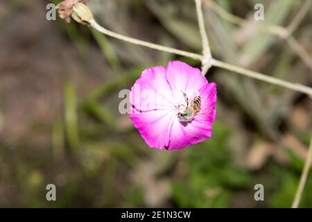 Rose Campion (Silene coronaria) Stockfoto