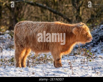 Seitenansicht des Highland Kuhkalbs, das an einem hellen sonnigen Wintertag im Schnee steht. VEREINIGTES KÖNIGREICH. Stockfoto