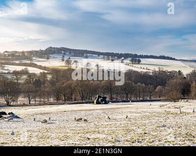 Zwei Große Formen. Von Henry Moor, zusammen mit Schafen grasen in einem schneebedeckten Yorkshire Sculpture Park. VEREINIGTES KÖNIGREICH. Stockfoto