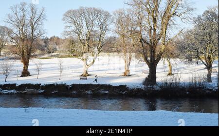 Peebles. Borders Region .Schottland. 8. Januar 21 Winterwetter Runner in Hay Lodge Park . Peebles. Scottish Borders. Kredit: eric mccowat/Alamy Live Nachrichten Stockfoto