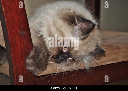 Itty bitty Himalayan Kätzchen spielen auf einem Stuhl Stockfoto