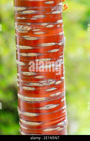Die leuchtend rote Rinde von Prunus serrula, Birkenkirsche, Birkenkirsche, Paperrinde Kirsche oder tibetische Kirsche, im Frühjahr (Mai), Bodnant Gardens Stockfoto