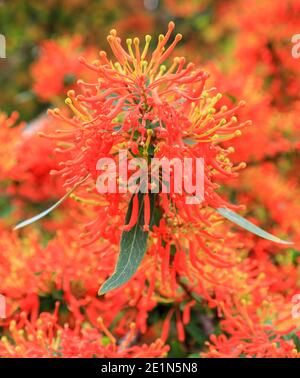 Die leuchtend roten Blüten eines chilenischen Feuerbusches (Embothrium coccineum), im Frühjahr (Mai), Bodnant Gardens, Tal-y-Cafn, Conwy, Wales, UK Stockfoto