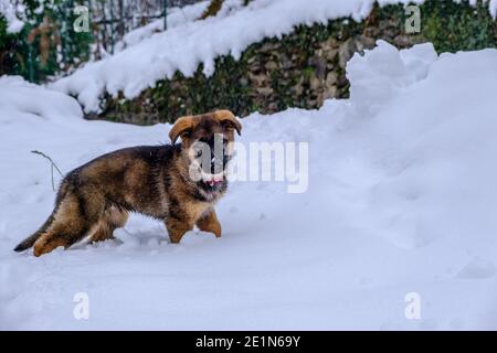 Welpe Hund spielt im frischen Pulverschnee Stockfoto