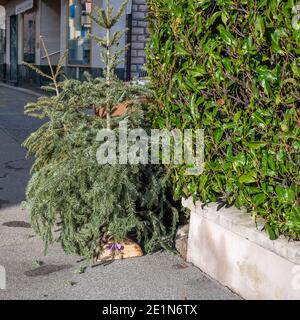 Lausanne, Waadt, Schweiz - 07.01.2021:verlassene Weihnachtsbäume auf dem Pflaster nach den Feiertagen. Stockfoto