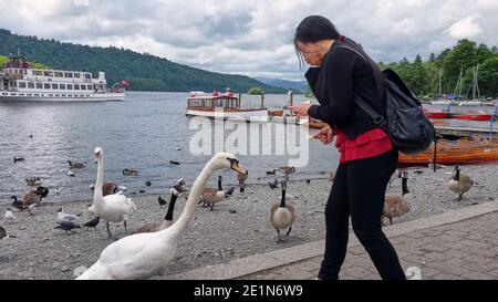 Chinesische/asiatische Touristen füttern einen Schwan und andere Vögel in Bowness auf Windermere, Cumbria, Großbritannien Stockfoto