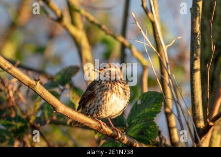 Rotflügel (Tunas iliacus) Stockfoto