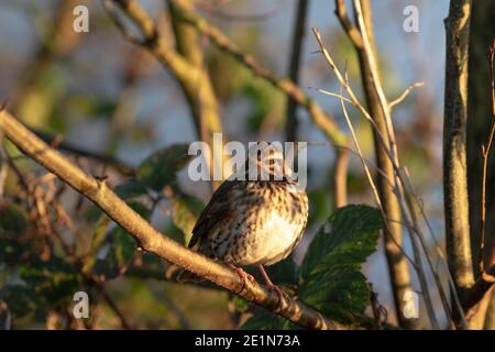 Rotflügel (Tunas iliacus) Stockfoto