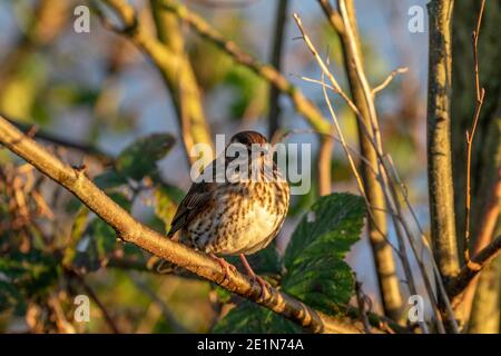 Rotflügel (Tunas iliacus) Stockfoto