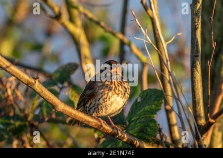 Rotflügel (Tunas iliacus) Stockfoto