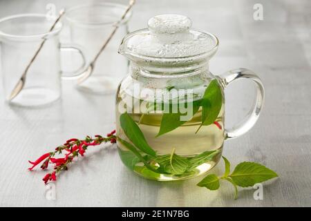Teekanne aus Glas mit heißem Salvia elegans Tee und frischen Blättern Und rote Blumen vorne aus nächster Nähe Stockfoto