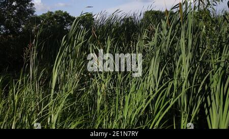 Hohes Dickicht von grünen Typha Schilf Biegen durch Wind. Feuchtgebiet Flora Hintergrund. Der Bullrush schwamm im Wind am Sommertag am Flussufer Stockfoto