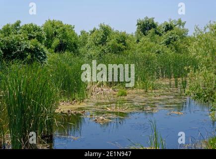 Einer der vielen kleinen Teiche oder Seen in den Feuchtgebieten des Aransas National Wildlife Refuge, mit Gräsern und kleinen Live Eichen wachsen auf dem mar Stockfoto