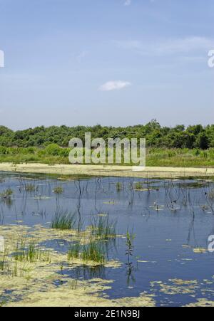 Ein kleiner See in den Feuchtgebieten des Aransas National Wildlife Refuge, mit Gräsern und kleinen Live-Eichen wachsen an den Rändern. Stockfoto