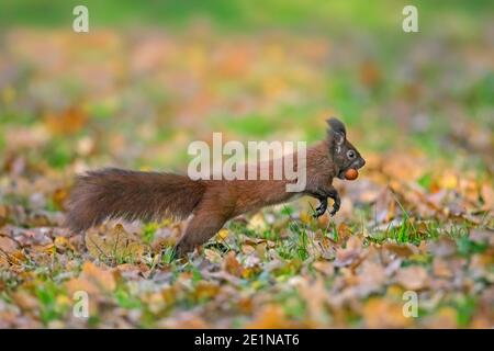 Eurasisches Rothörnchen (Sciurus vulgaris) Sammeln von Haselnüssen auf dem Boden und weglaufen mit Haselnuss / Haselnuss im Mund im Herbst Stockfoto