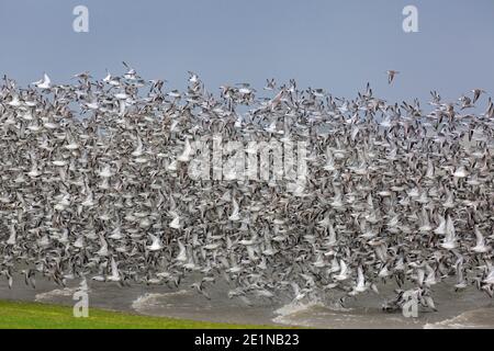 Rote Knoten (Calidris canutus / Tringa canutus ) Riesige rote Knoten Herde im Flug in nicht-brütenden Gefieder nehmen Abseits vom Strand im Winter entlang der Küste Stockfoto