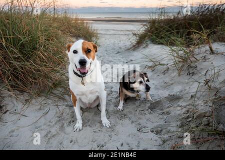 Hunde am Strand auf der Isle of Palms, S.C. bei Sonnenuntergang. Stockfoto