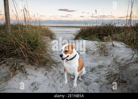 Hunde am Strand auf der Isle of Palms, S.C. bei Sonnenuntergang. Stockfoto