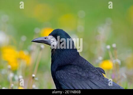 Rook (Corvus frugilegus) Nahaufnahme des Kopfes in der Wiese Stockfoto