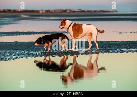 Hunde am Strand auf der Isle of Palms, S.C. bei Sonnenuntergang. Stockfoto