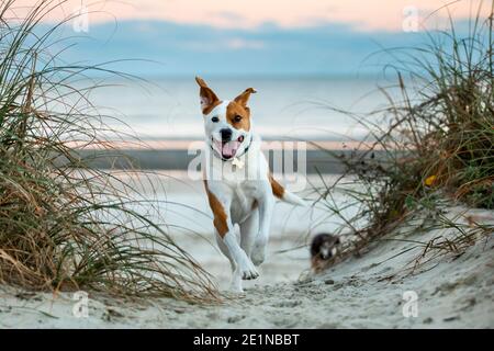 Hunde am Strand auf der Isle of Palms, S.C. bei Sonnenuntergang. Stockfoto