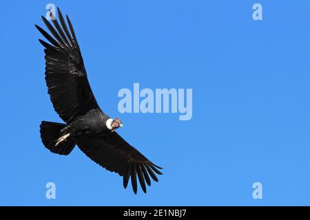 Andenkondor Vultur gryphus, Colca Canyon, Peru Stockfoto