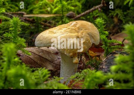 Pilz im Wald, Holz Igelpilz oder Hydnum repandum, köstlicher Speisepilz, Bayern, Deutschland, Europa Stockfoto
