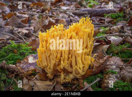 Ramaria faurea Pilz. Gelbe Korallenpilze an der Forst, Bayern, Deutschland, Europa Stockfoto