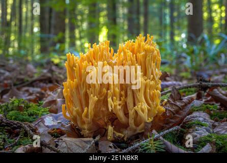 Ramaria faurea Pilz. Gelbe Korallenpilze an der Forst, Bayern, Deutschland, Europa Stockfoto