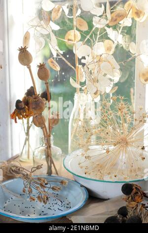 Trocknen von Blumenköpfen auf einer sonnigen Fensterbank im Herbst für Saatguteinsparung und dekorative Zwecke. Ehrlichkeit, Rudbeckia, Aquilegia, Allium und Mohn. Stockfoto