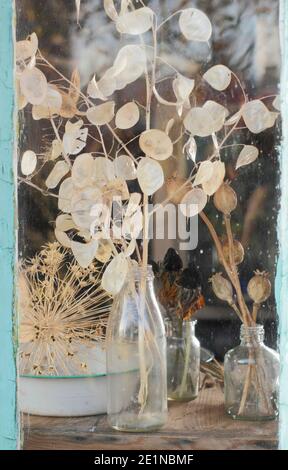 Trocknen von Blumenköpfen auf einer sonnigen Fensterbank im Herbst für Saatguteinsparung und dekorative Zwecke. Ehrlichkeit, Rudbeckia, Aquilegia, Allium und Mohn. Stockfoto
