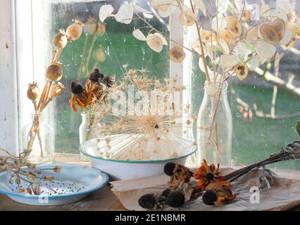 Trocknen von Blumenköpfen auf einer sonnigen Fensterbank im Herbst für Saatguteinsparung und dekorative Zwecke. Ehrlichkeit, Rudbeckia, Aquilegia, Allium und Mohn. Stockfoto