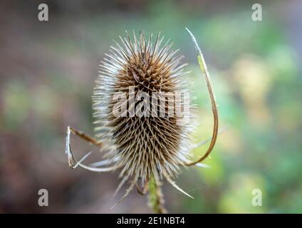 Wilde Teelöffel (Dipsacus fullonum) im Herbst, blauer Himmel, Bayern, Deutschland, Europa Stockfoto