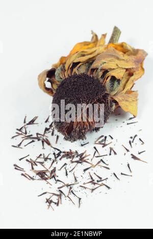 Rudbeckia hirta Saatkopf isoliert auf einem weißen Hintergrund. Samen von getrockneten rudbeckia hirta Samen Köpfe im Herbst zu sparen. VEREINIGTES KÖNIGREICH Stockfoto