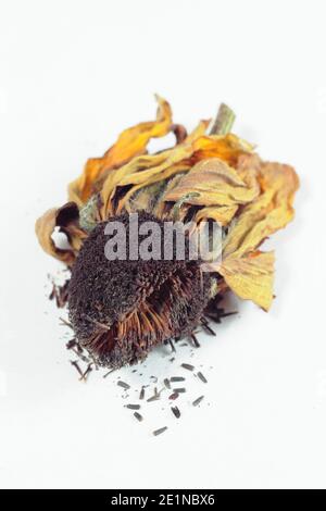 Rudbeckia hirta Saatkopf isoliert auf einem weißen Hintergrund. Samen von getrockneten rudbeckia hirta Samen Köpfe im Herbst zu sparen. VEREINIGTES KÖNIGREICH Stockfoto