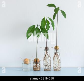 Bild zeigt verschiedene Stufen von Avocado Samen/Steinen, die im Wasser auf dem Heimregal wachsen. Hydroponisch, Minimalismus Stockfoto