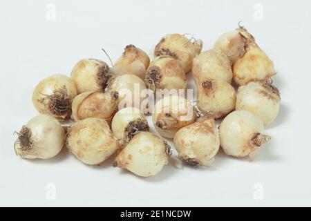 Muscari armeniacum. Traubenhyazinthen auf weißem Hintergrund isoliert. VEREINIGTES KÖNIGREICH Stockfoto