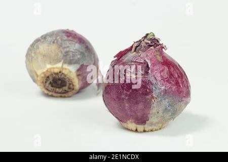 Hyazinthe. Frühling blühende Hyazinthen auf weißem Hintergrund isoliert. VEREINIGTES KÖNIGREICH Stockfoto