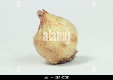 Muscari armeniacum. Traubenhyazinthe-Glühbirne isoliert auf weißem Hintergrund. VEREINIGTES KÖNIGREICH Stockfoto