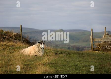 Schafe in Derbyshire auf einem öffentlichen Fußweg mit Parkhouse und Chrome Hill Riffe in der Ferne Stockfoto