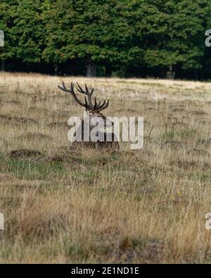 Männlicher Rothirsch mit weißen Geweihen, der auf dem Boden im Royal Richmond Park, Richmond-upon-Thames, Surrey, ruht Stockfoto