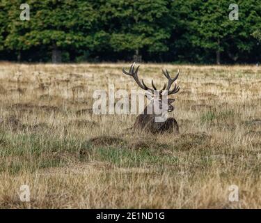 Männlicher Rothirsch mit weißen Geweihen, der auf dem Boden im Royal Richmond Park, Richmond-upon-Thames, Surrey, ruht Stockfoto