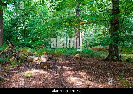 Forest glade with tree stump seating, England Stockfoto