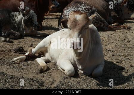 Schöne Pygmy Zebu Kuh Nahaufnahme Stock Foto. Stockfoto