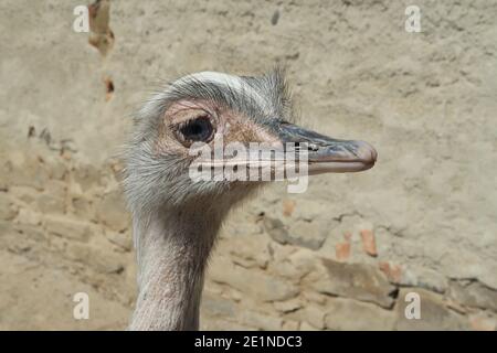 Nahaufnahme Porträt von Nandu. großraum rhea... Stockfoto
